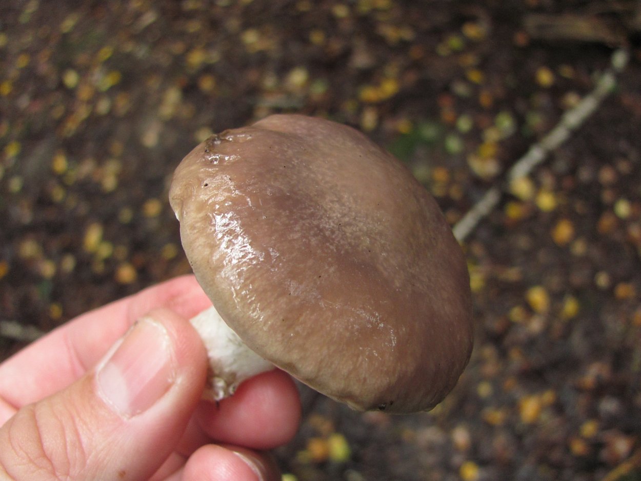 Гриб с липкой шляпкой