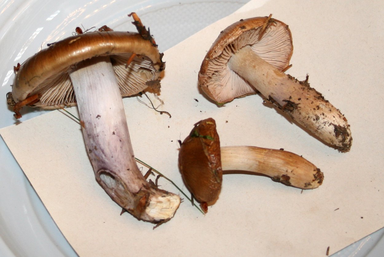 Паутинник капающий Cortinarius stillatitius.