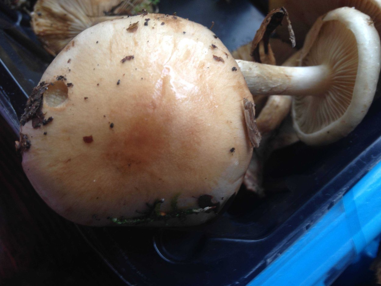 Еловик гриб коричневый