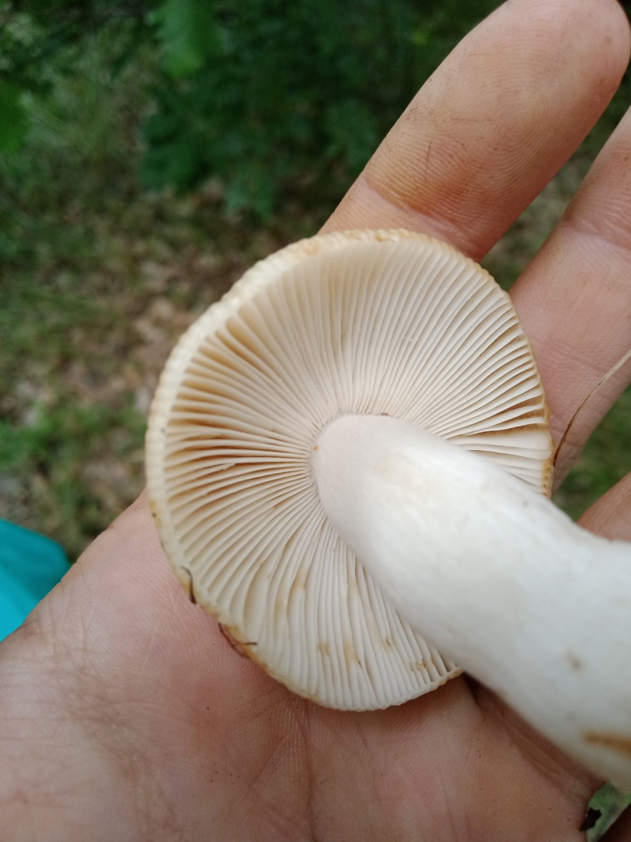 Гриб с липкой шляпкой