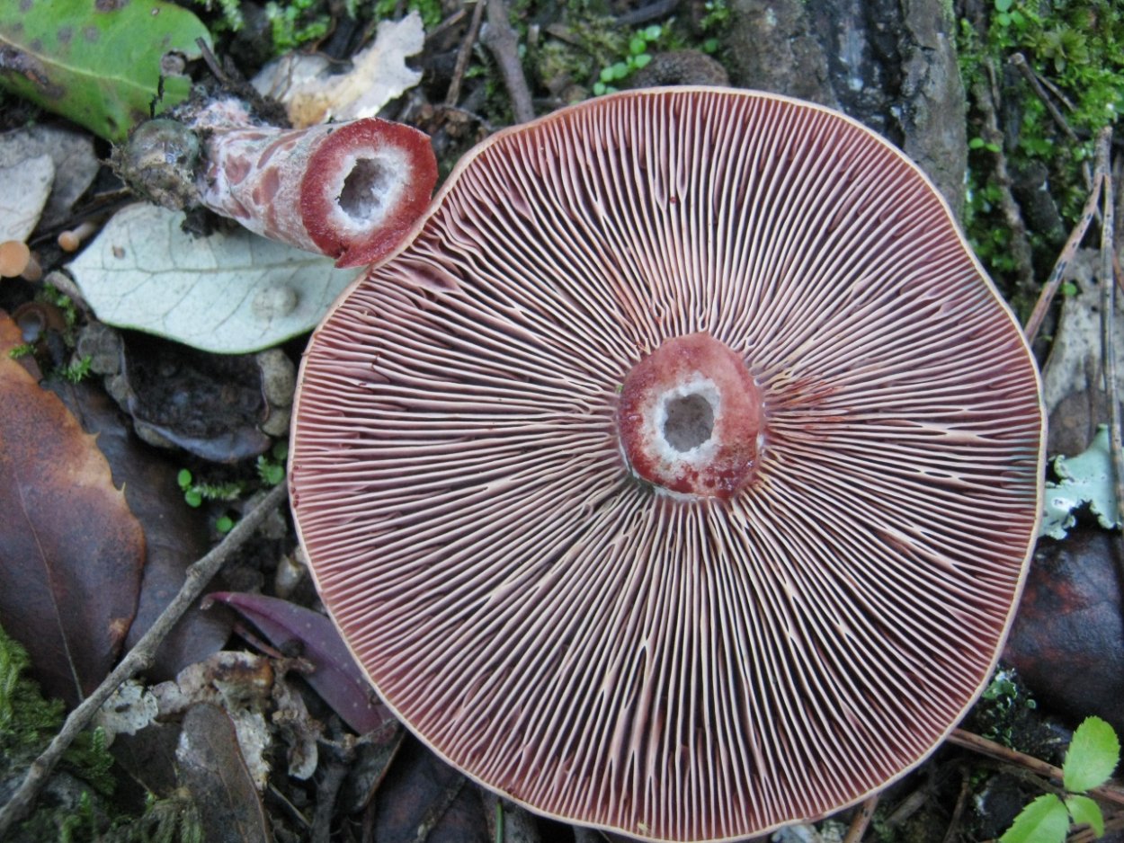 Lactarius sanguifluus