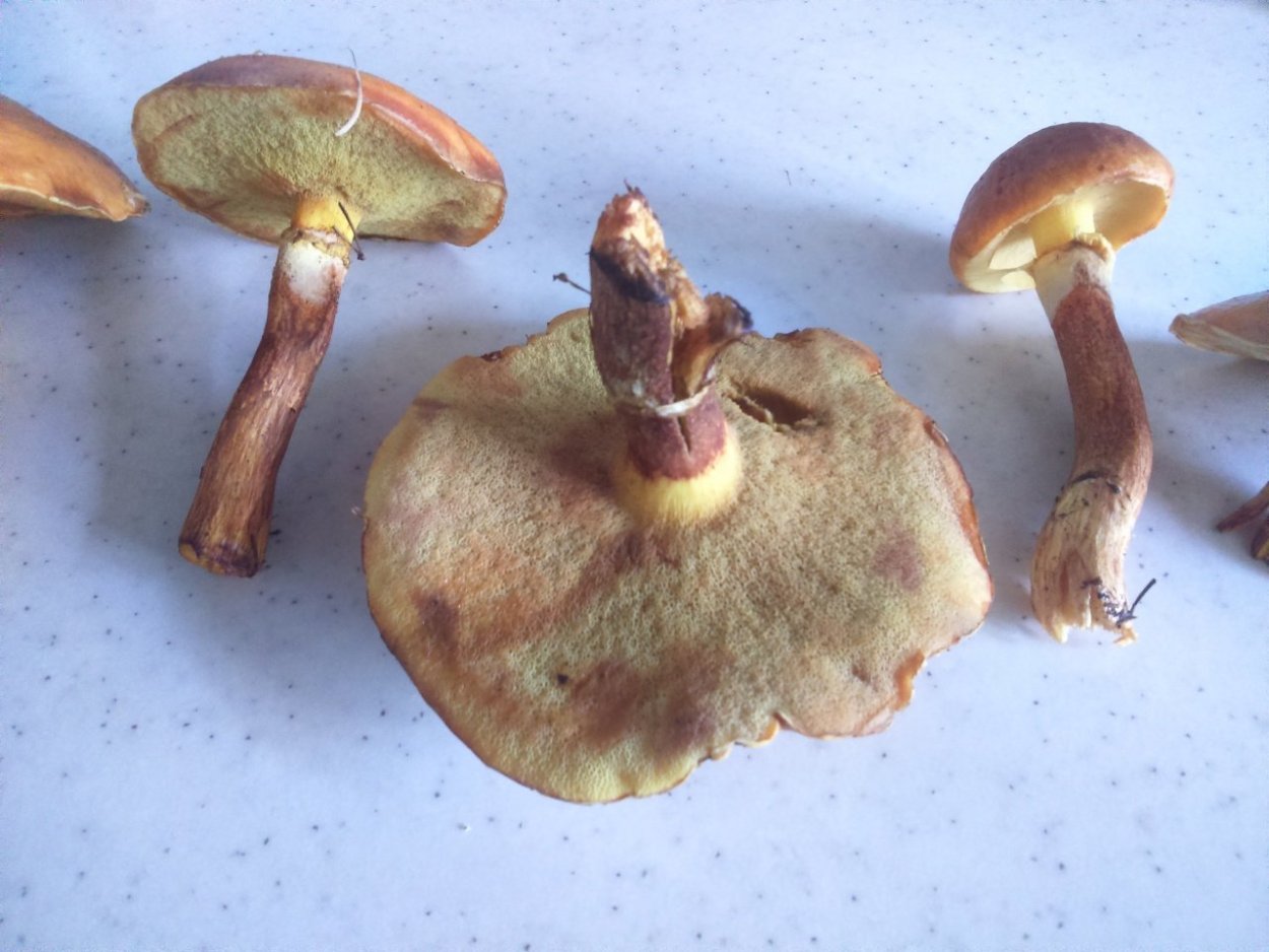 Маслята перепончатые