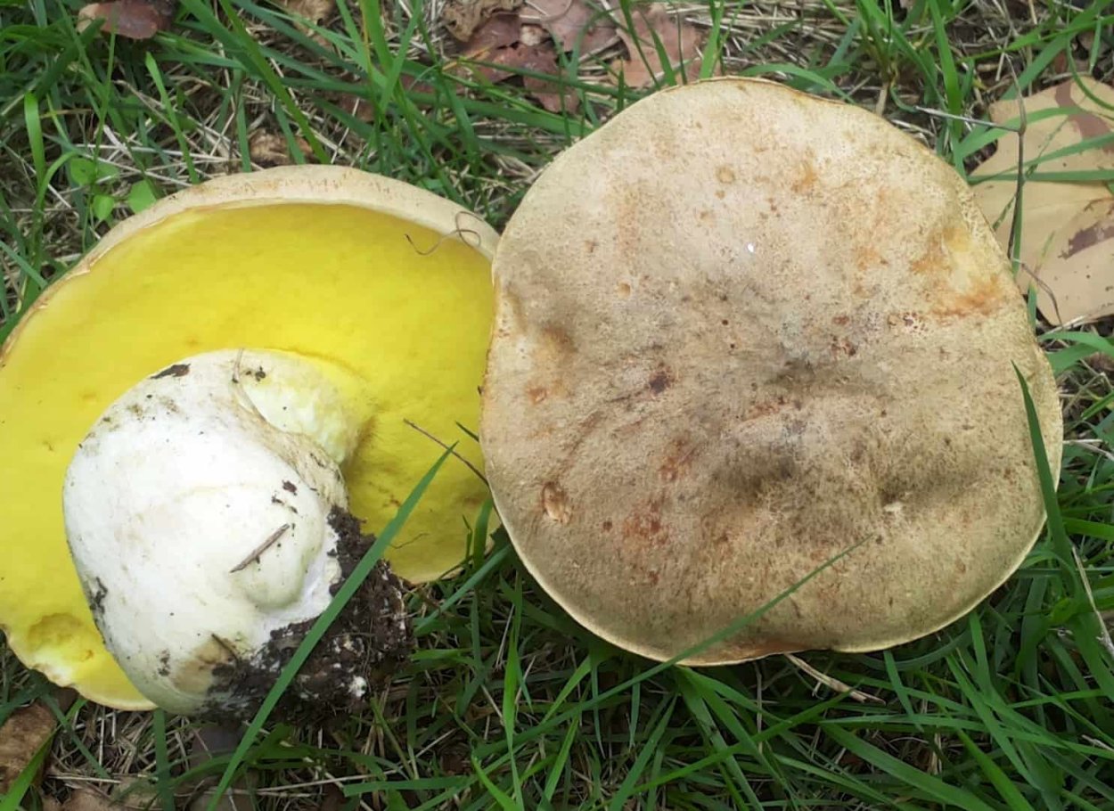 Светло желтый шляпка гриб снизу белый
