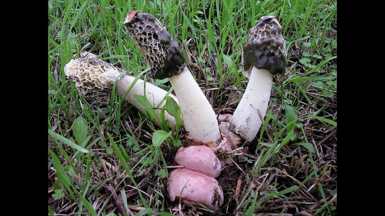 Гриб Веселка в руке