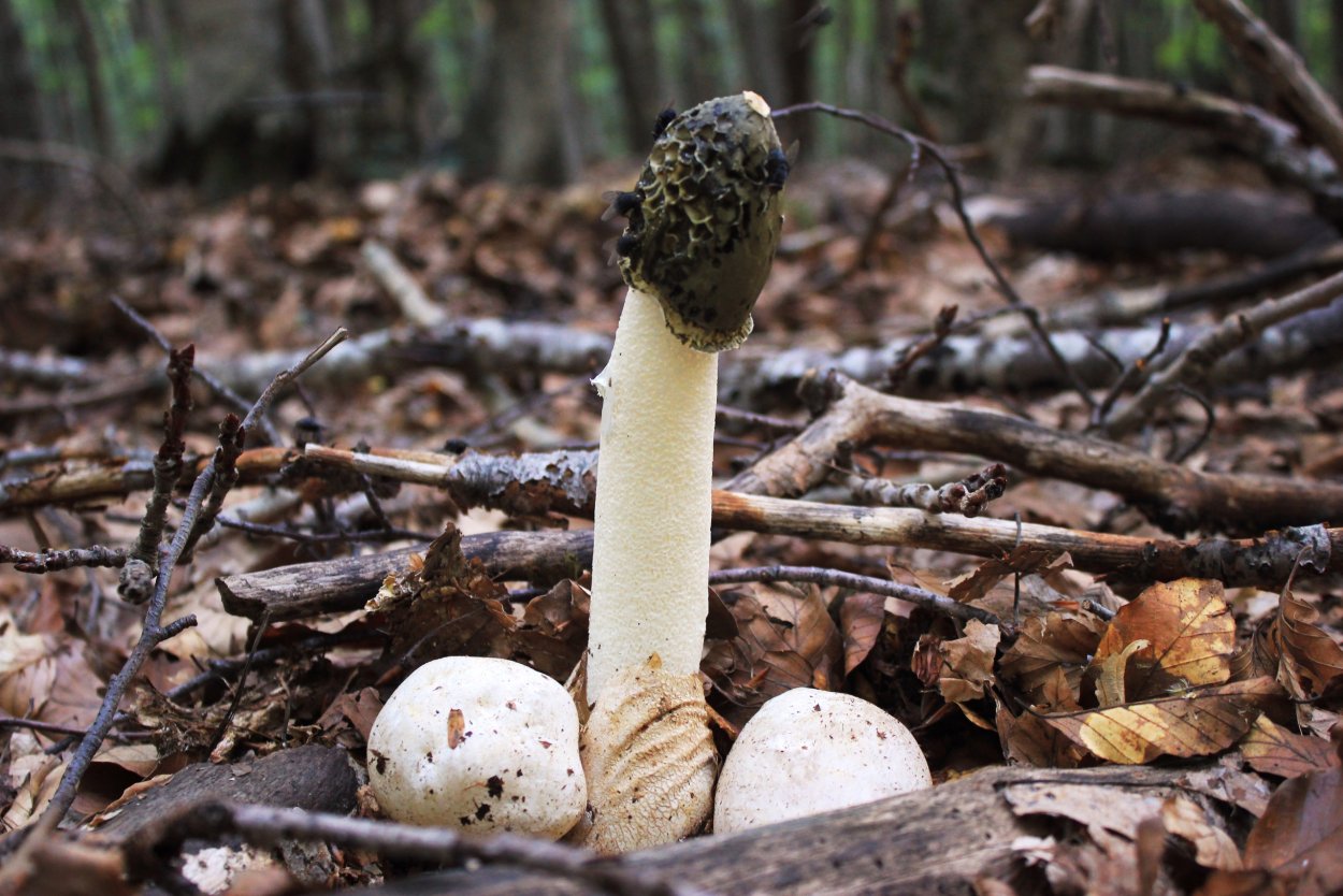 Весёлка обыкновенная гриб