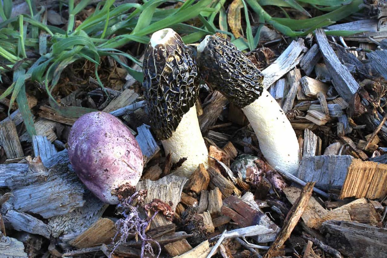 Гриб Веселка яйцо