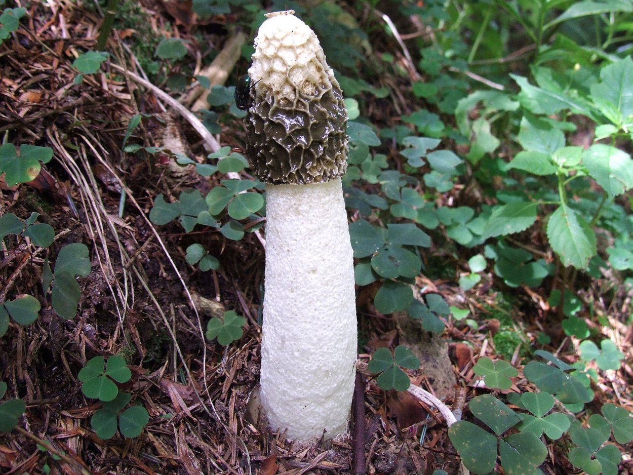 Phallus impudicus гриб