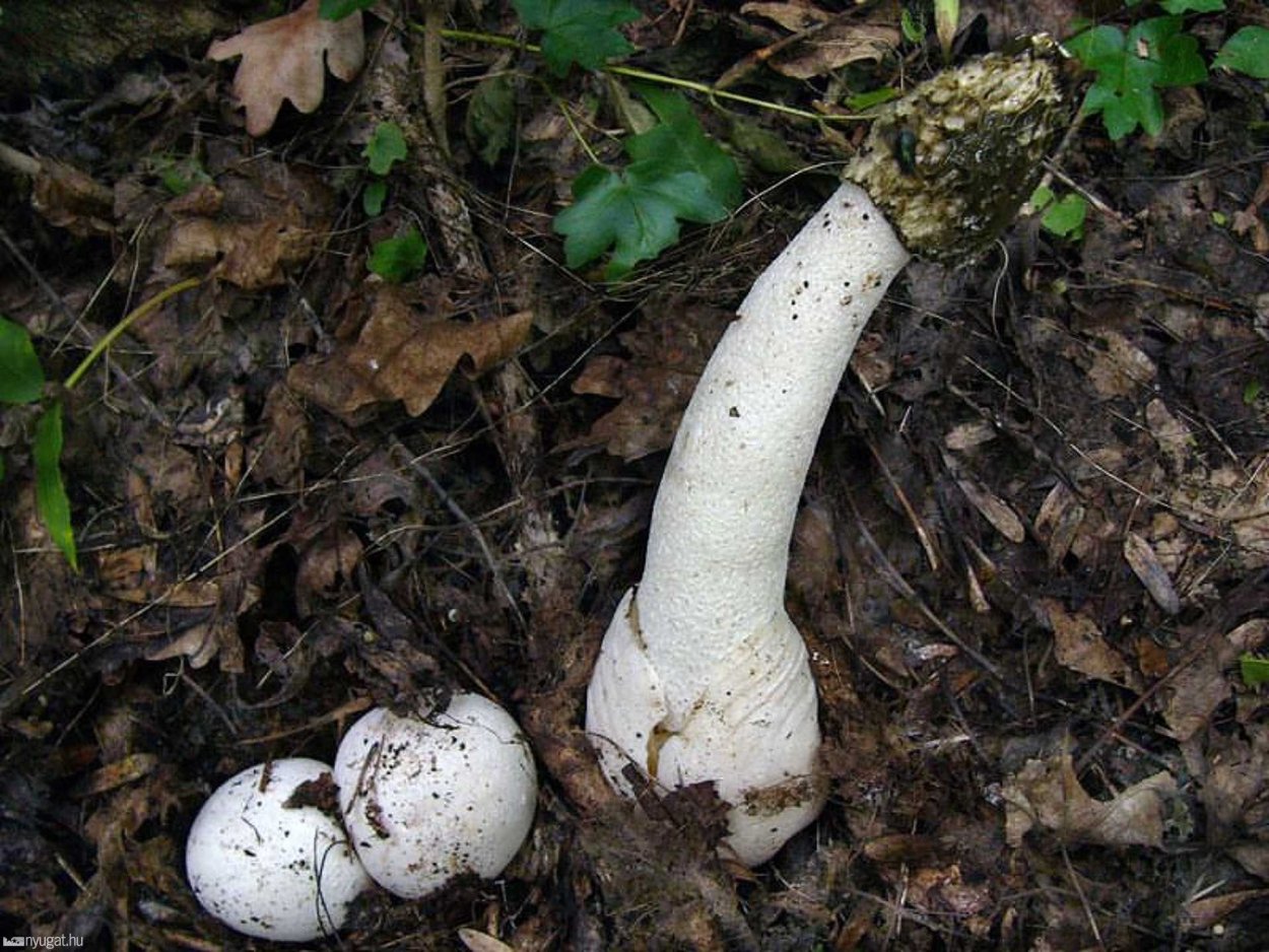 Phallus impudicus Веселка обыкновенная