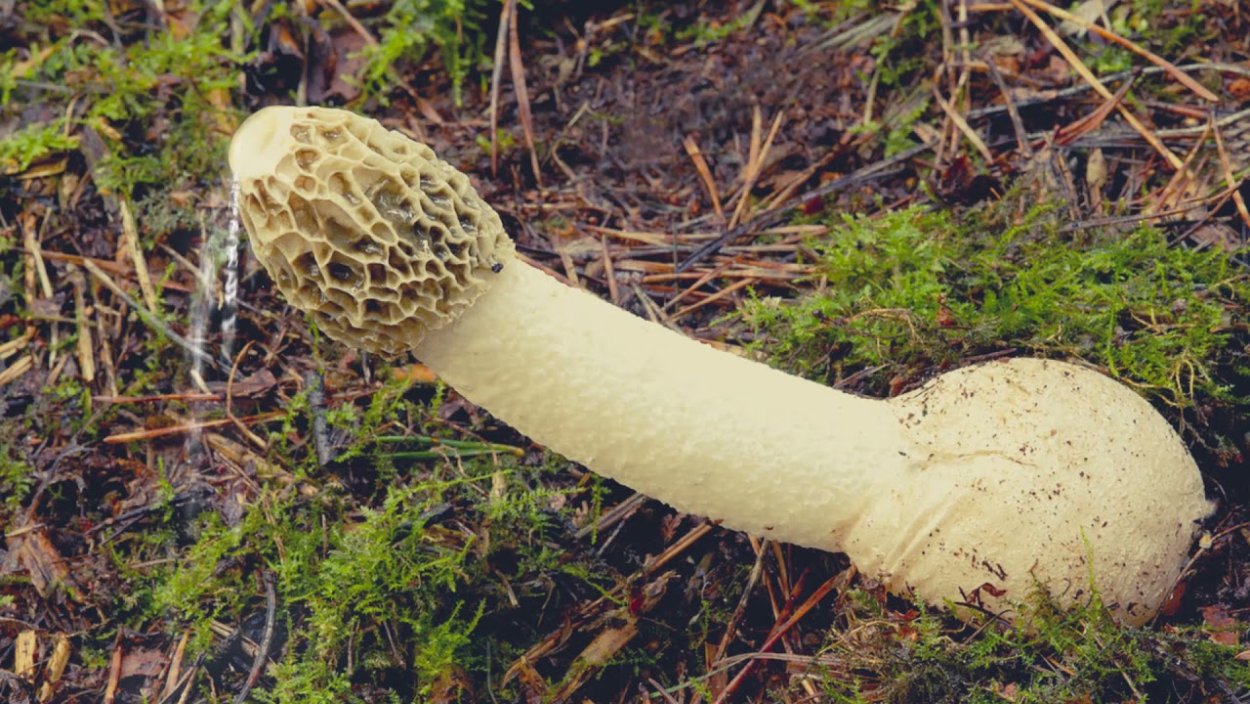 Весёлка обыкновенная гриб