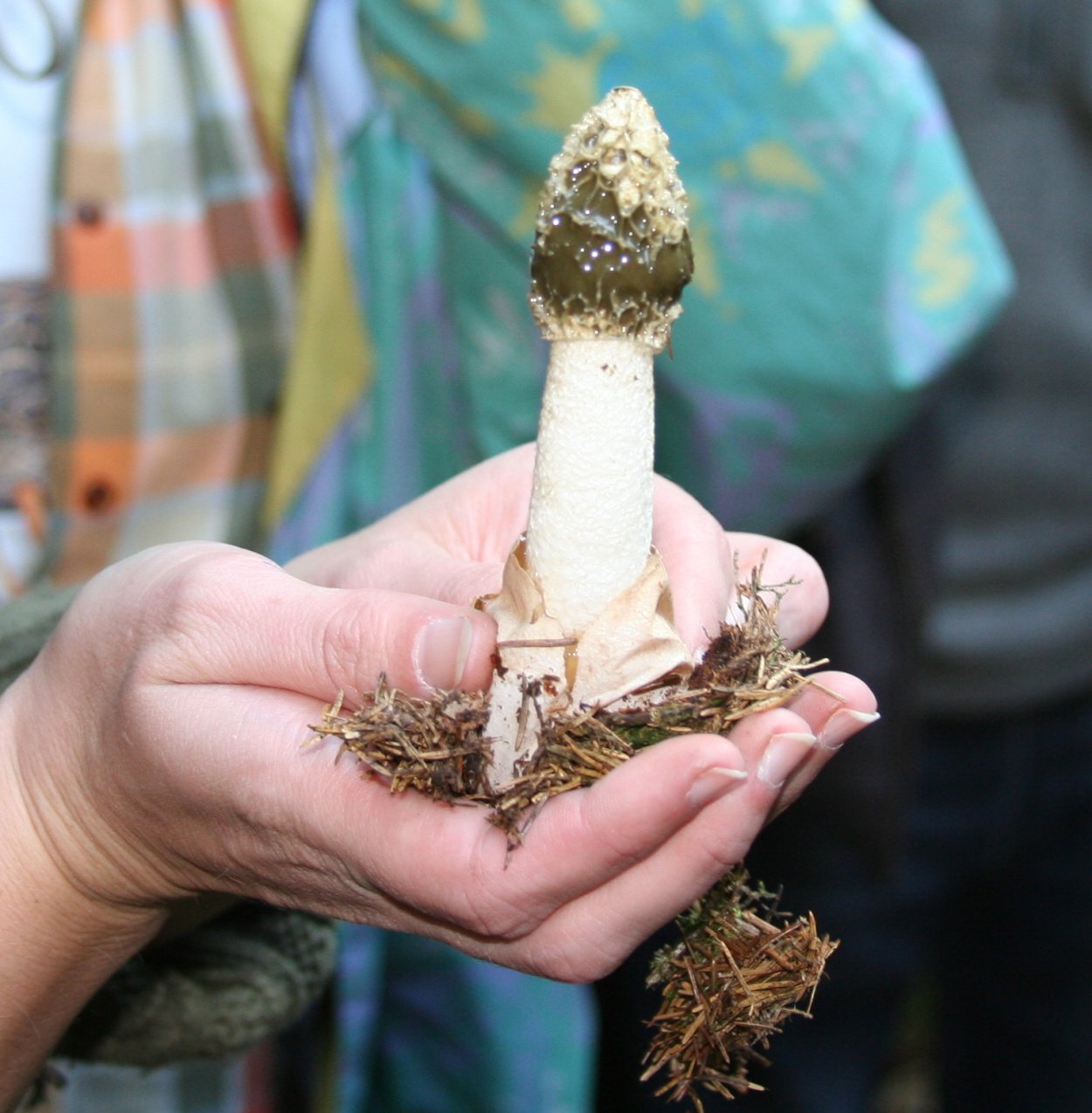 Грибы в виде члеников