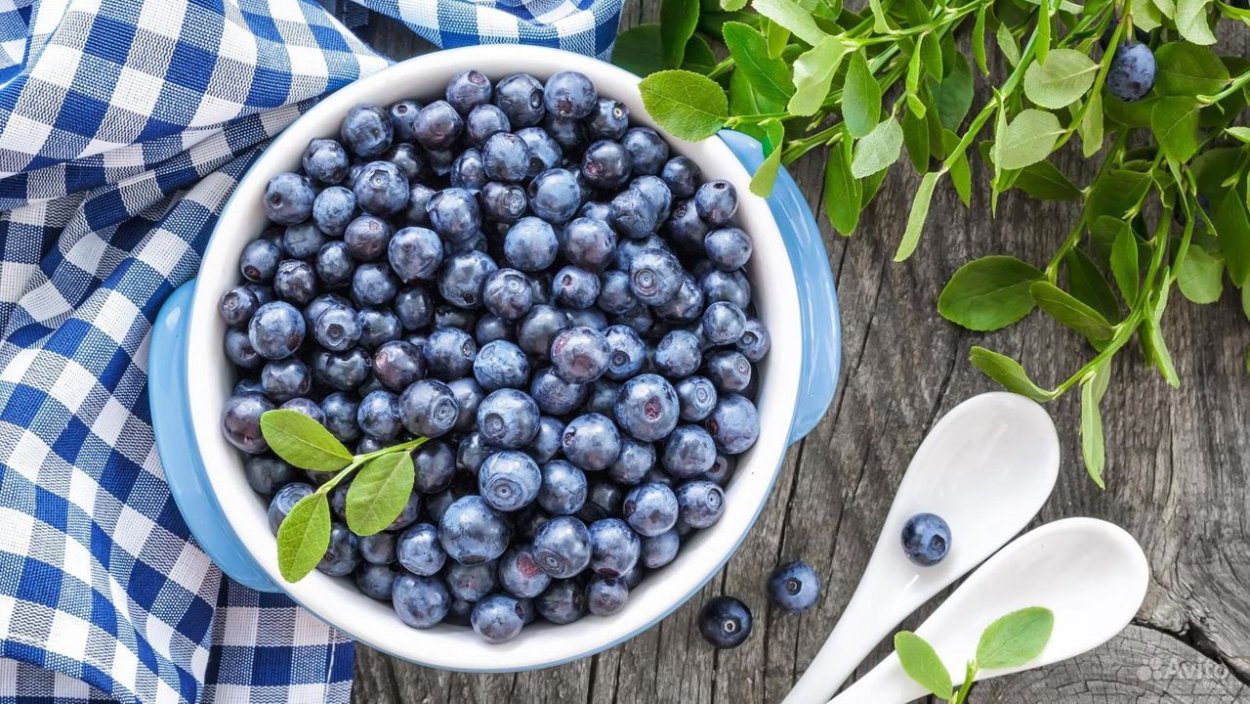 Голубика на подоконнике