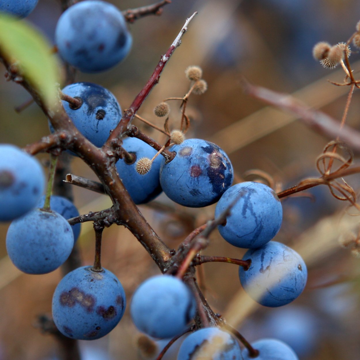 Темно синие ягоды