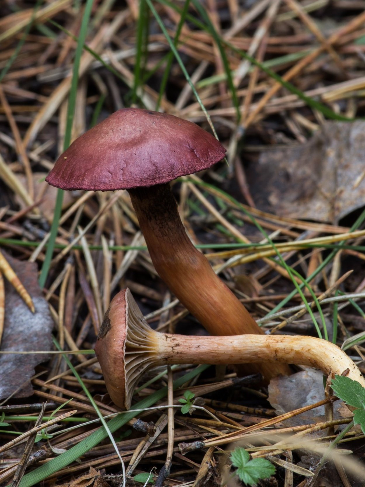 Мокруха пурпуровая (Chroogomphus rutilus)