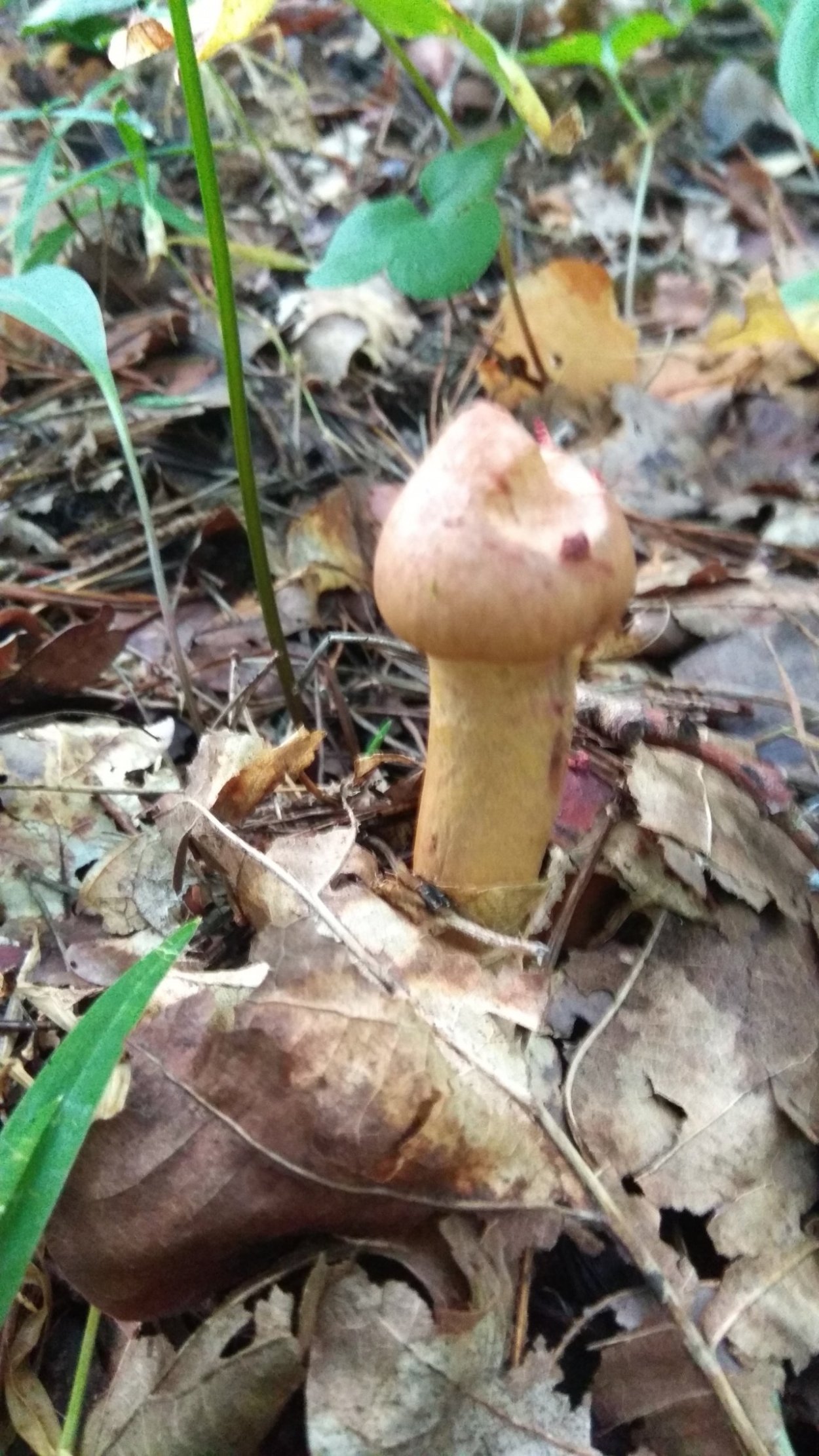 Гриб мокруха пурпуровая