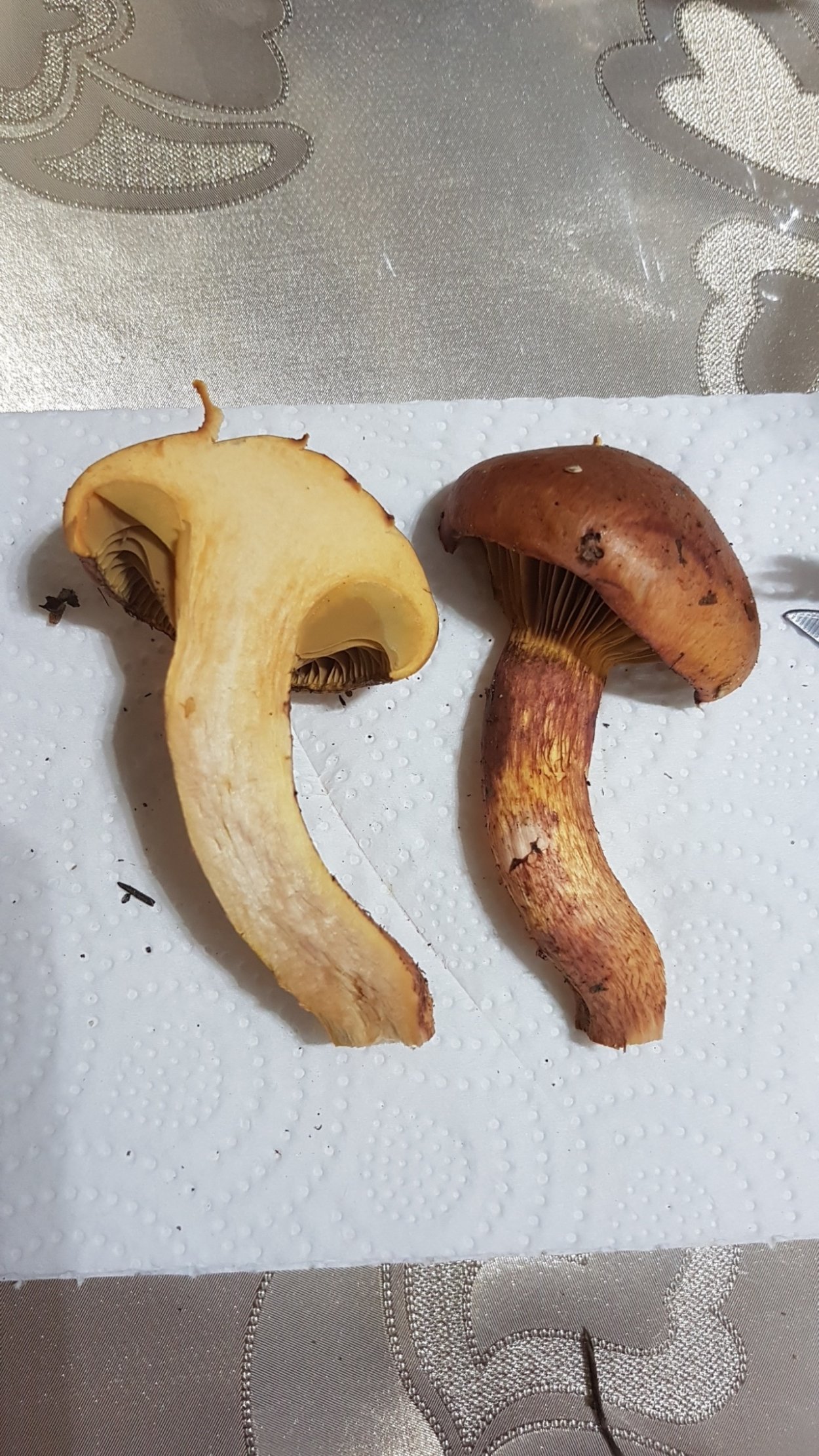 Мокруха желтоногая