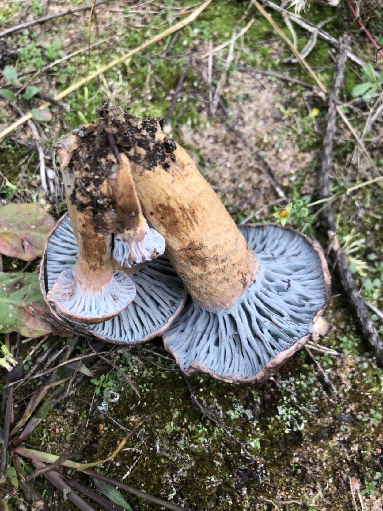 Гриб мокруха пурпуровая