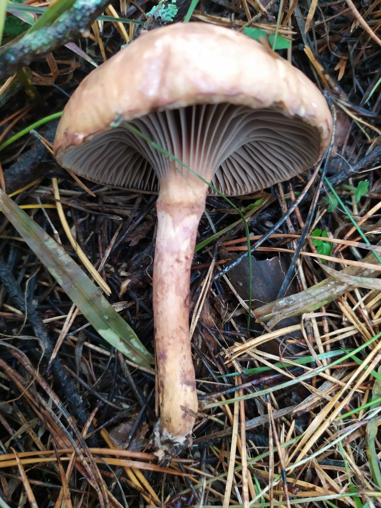 Грибы Крыма мокруха пурпурная