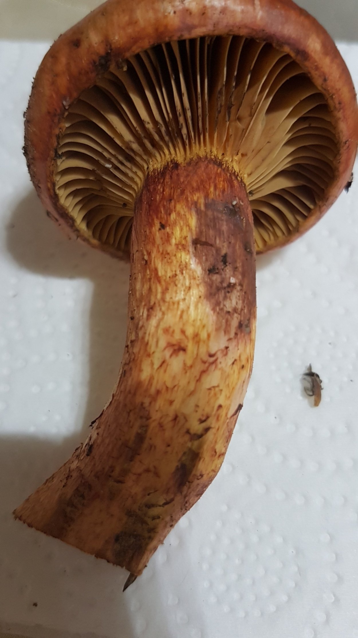 Мокруха войлочная Chroogomphus tomentosus