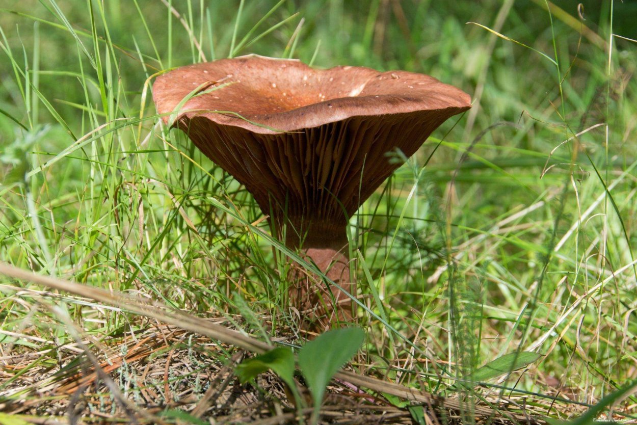 Мокруха пурпуровая (Chroogomphus rutilus)