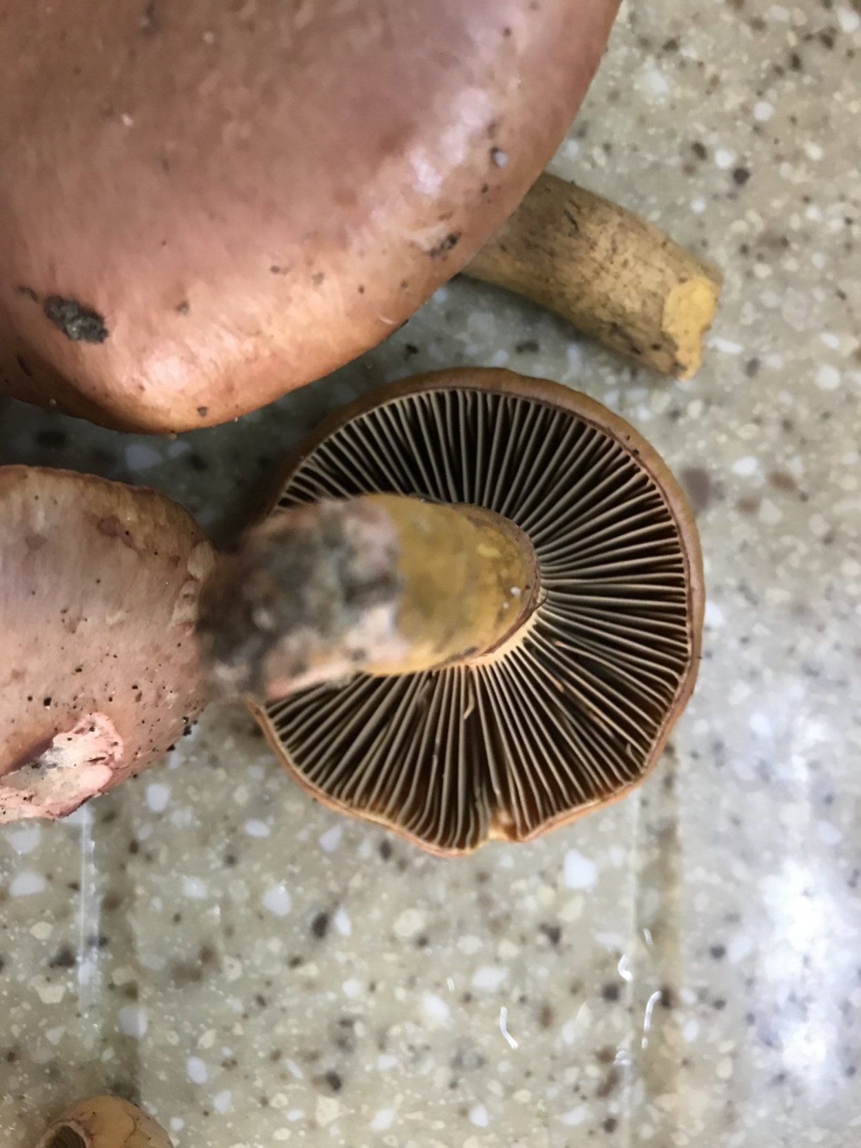 Паутинник фиолетовый