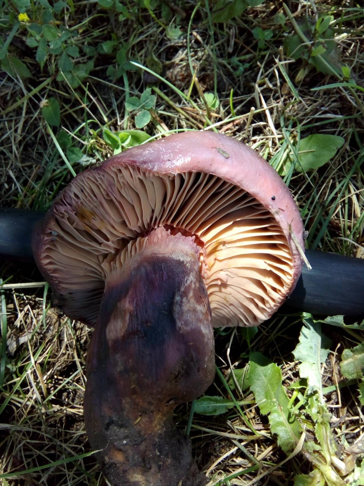 Мокруха пурпуровая