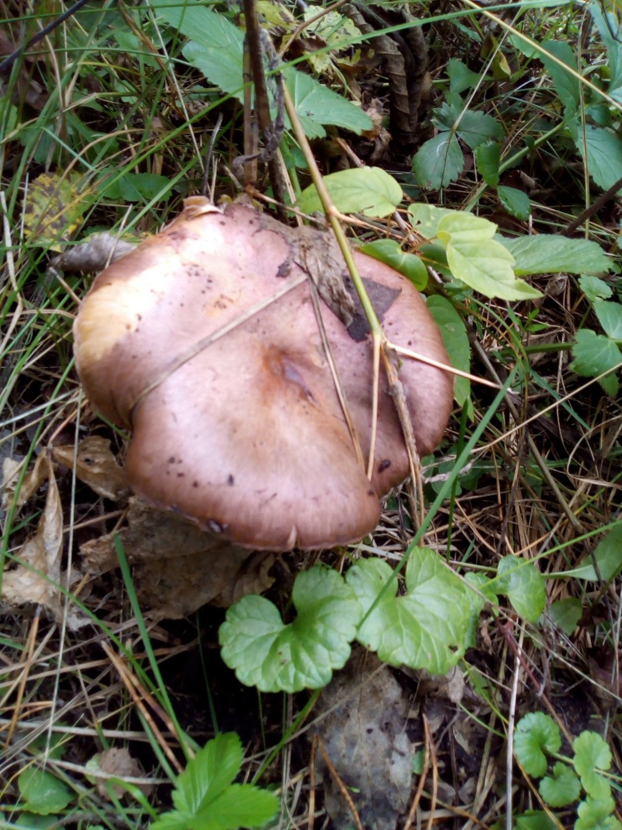 Мокруха пурпуровая гриб после варки