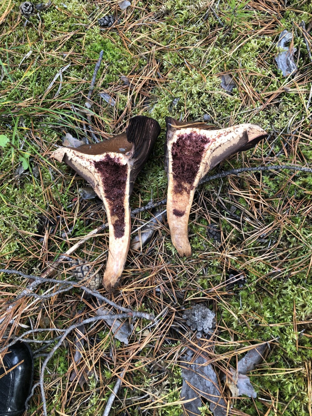 Мокруха пурпуровая (Chroogomphus rutilus)