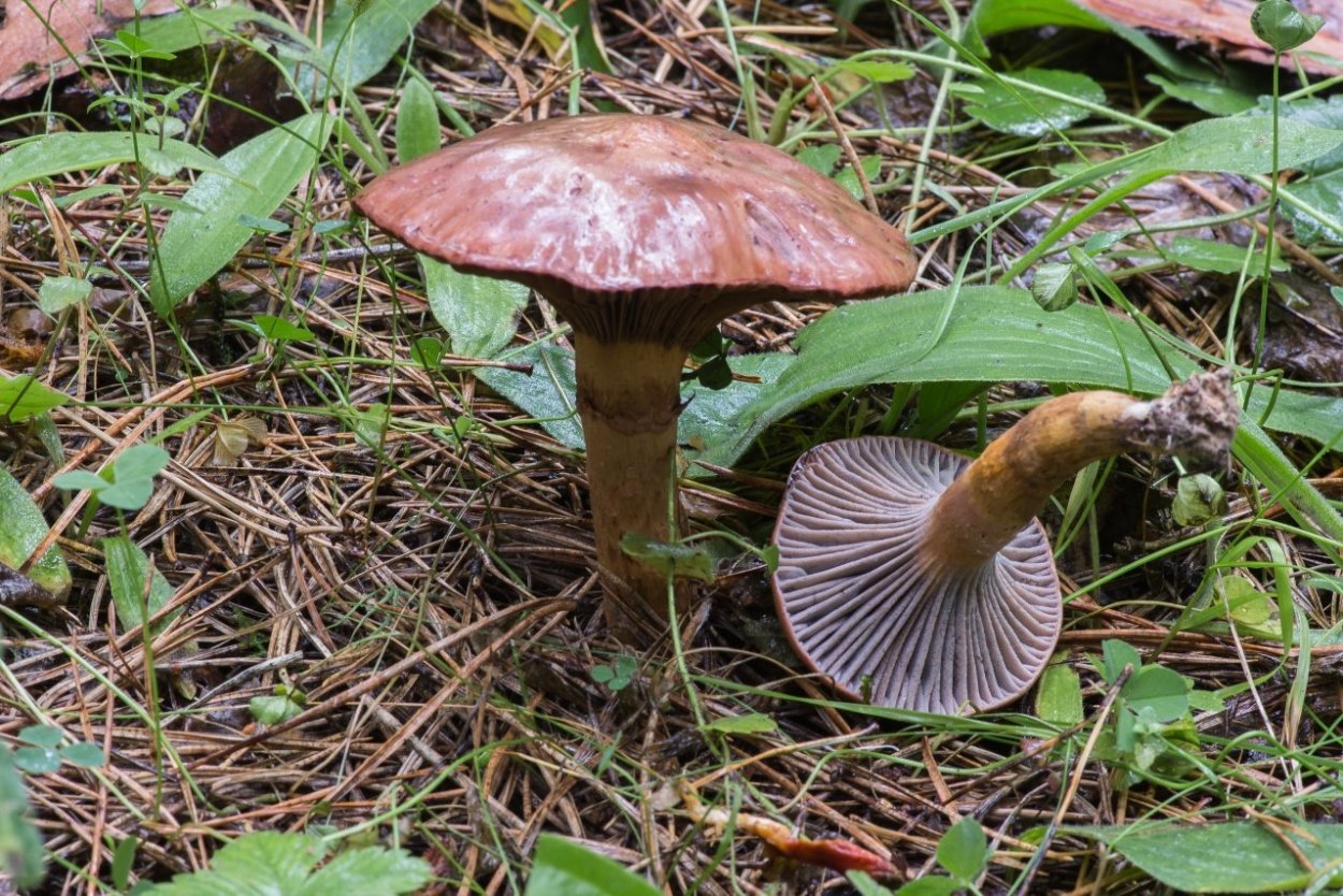 Мокруха гриб Крым