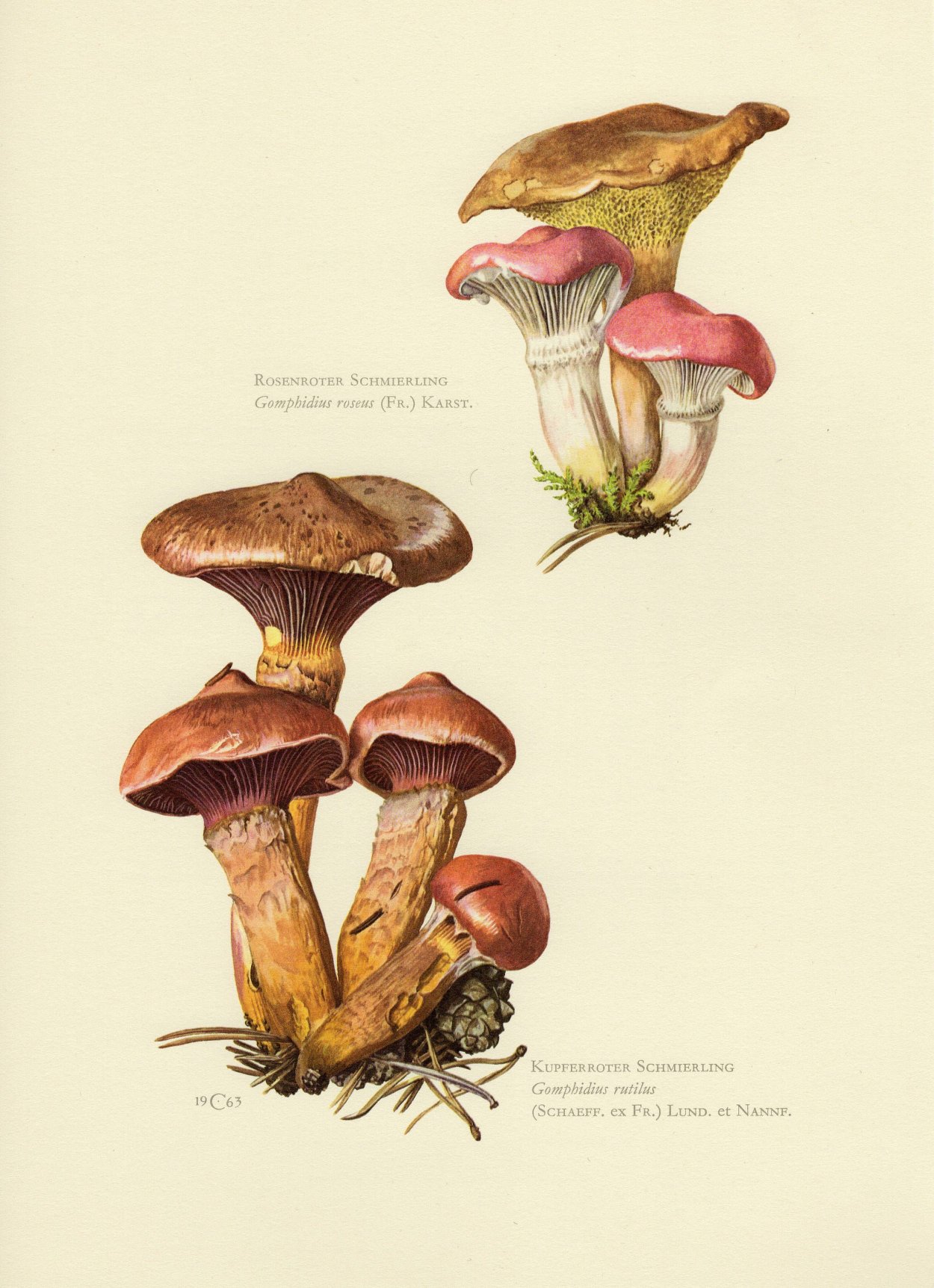 Мокруха пурпуровая фотографии в том числе на срезе