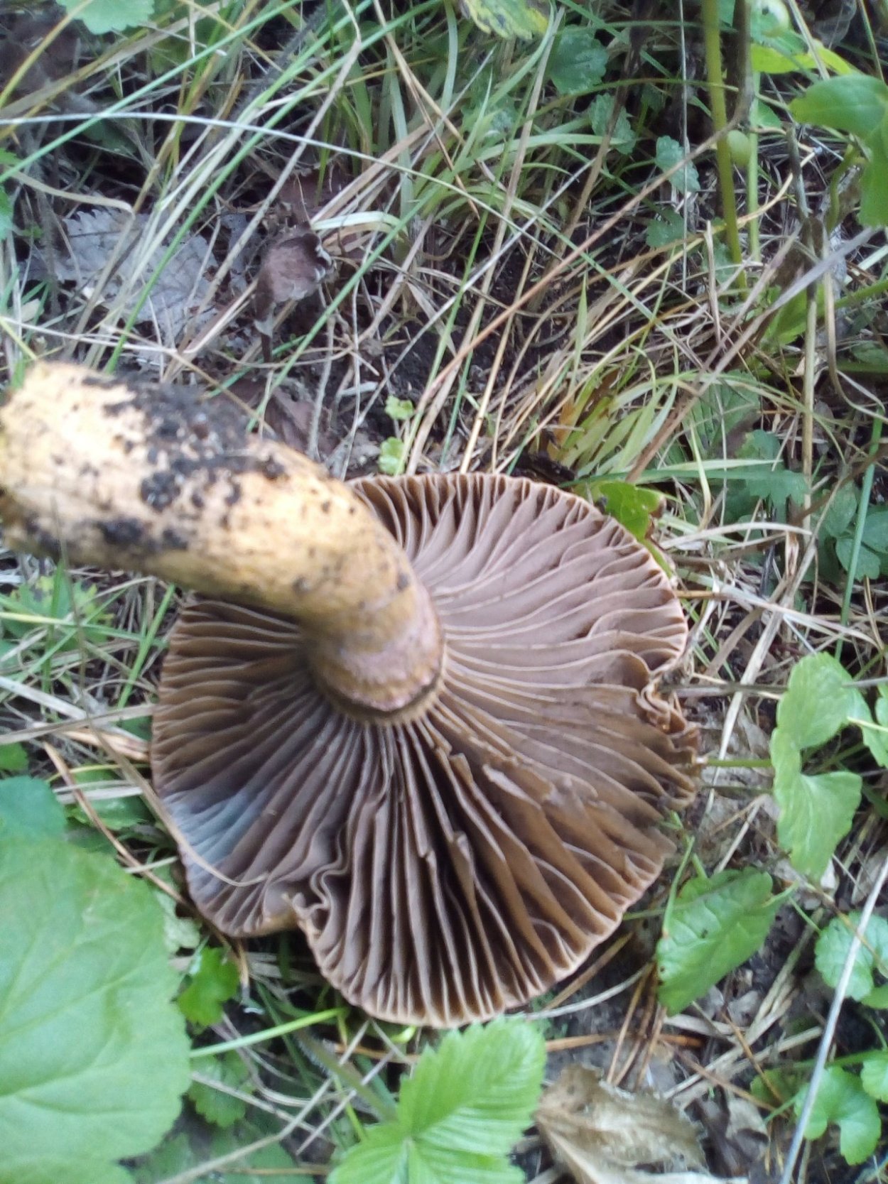 Мокруха Сосновая пурпуровая