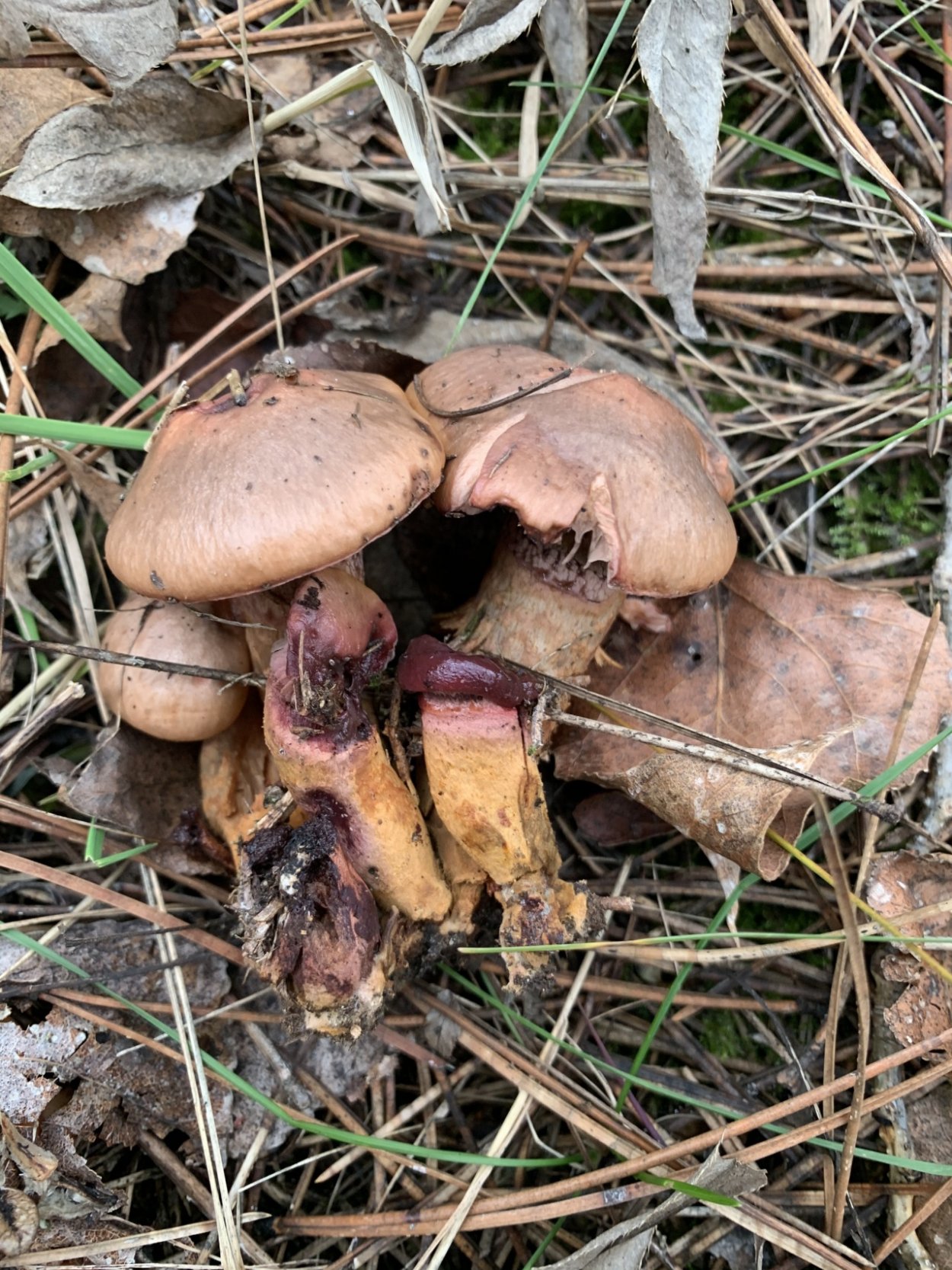 Мокруха желтоногая