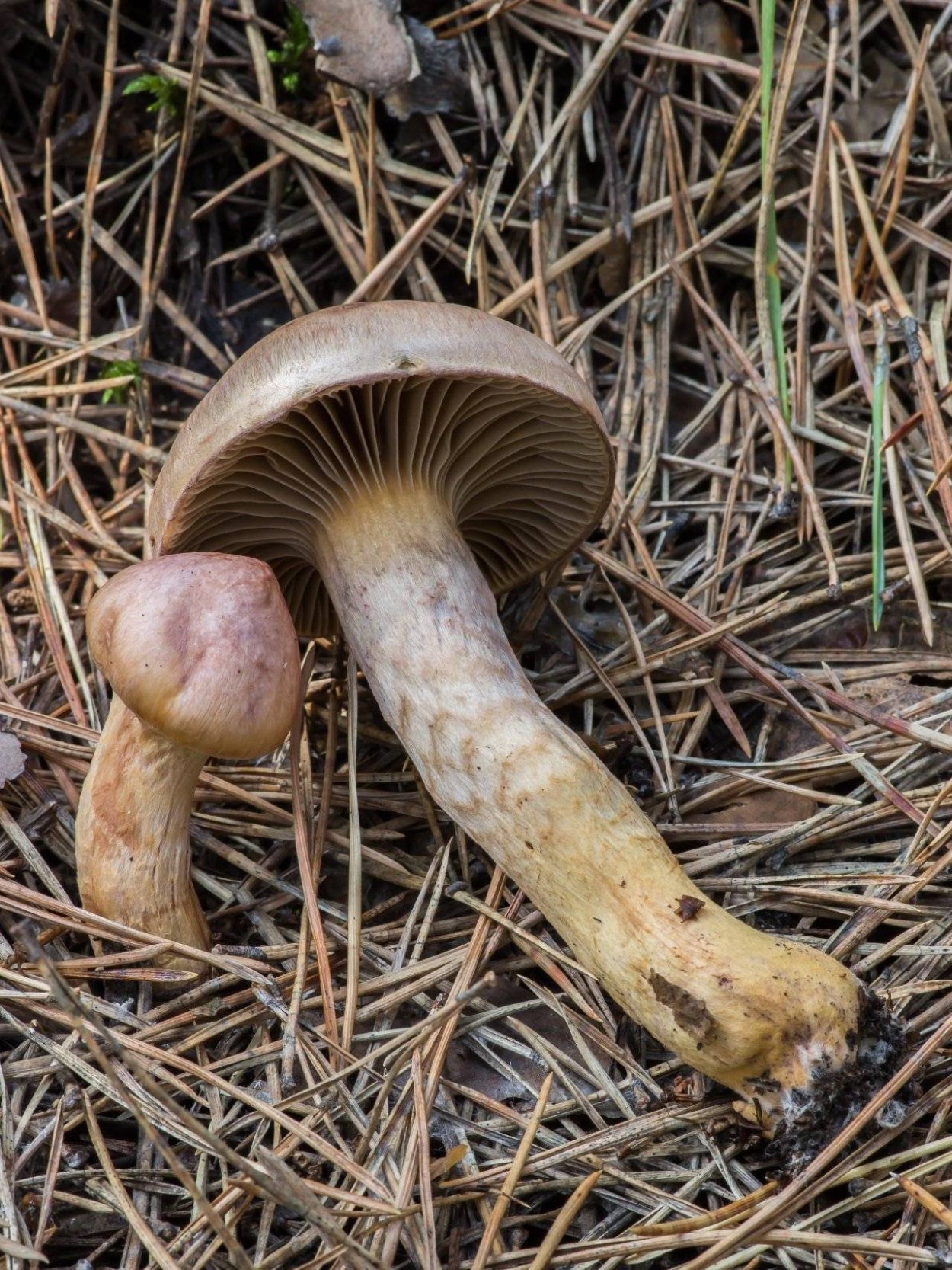 Мокруха Еловая пурпурная Сосновая