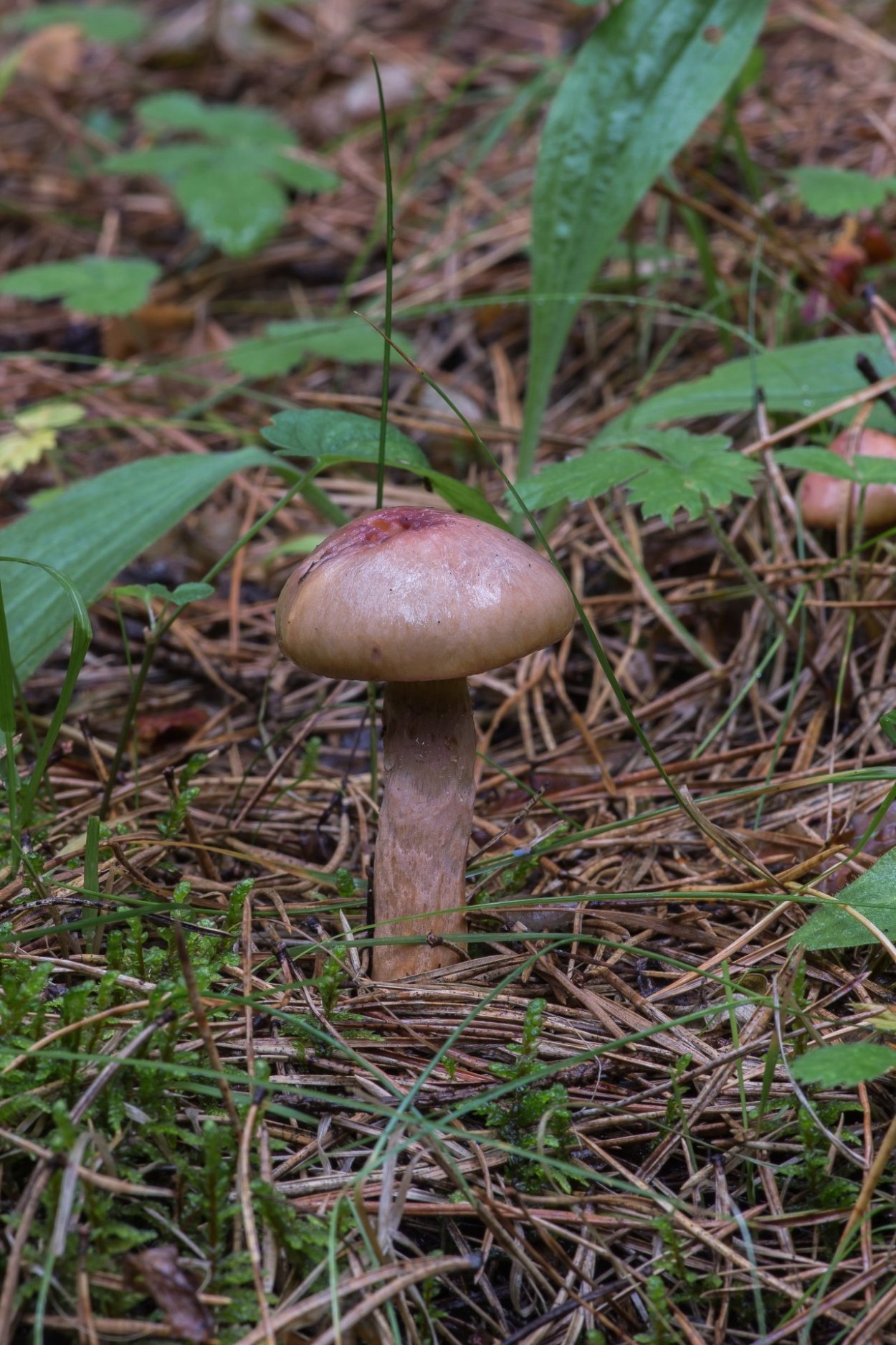 Мокруха желто-красная