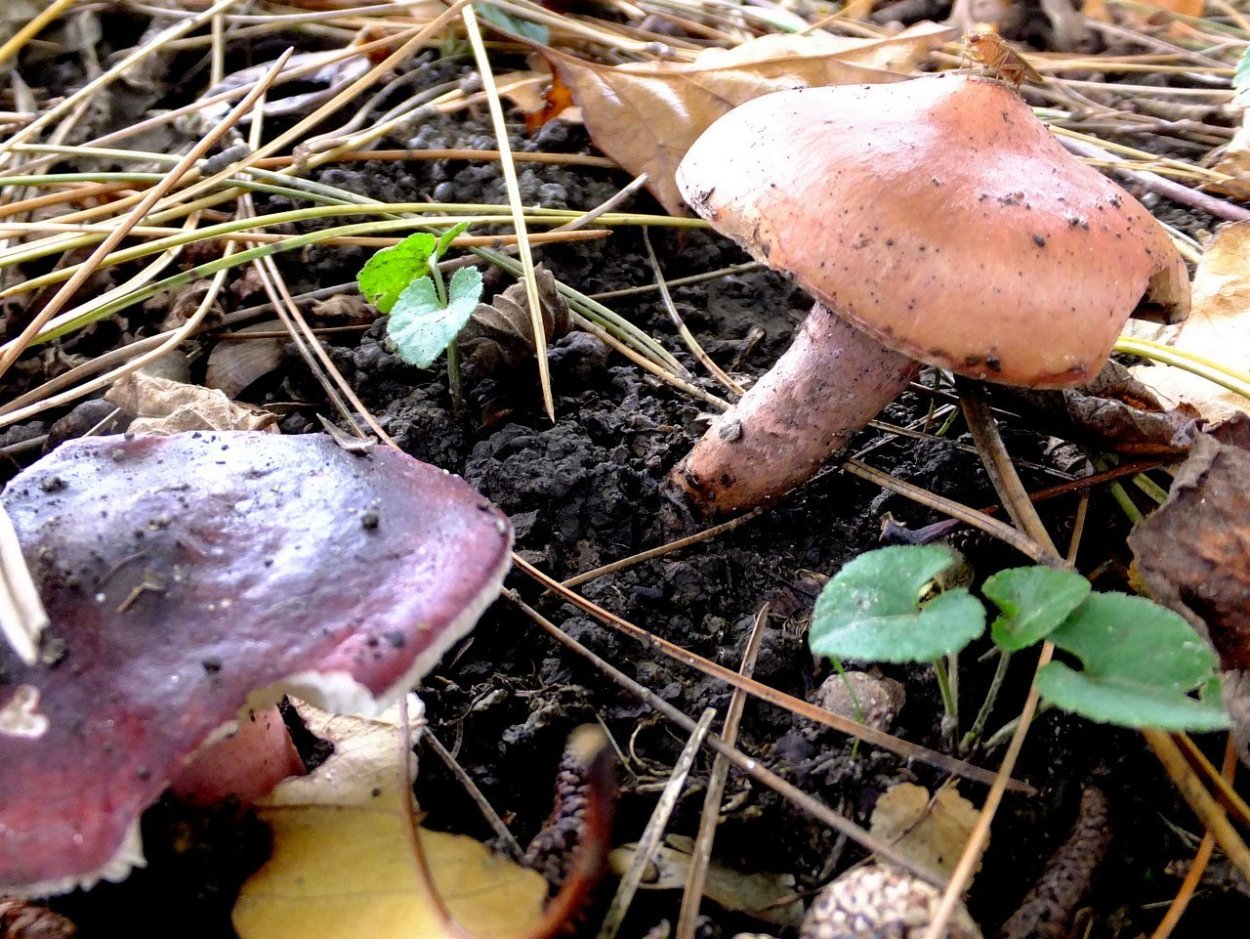 Паутинник и мокруха