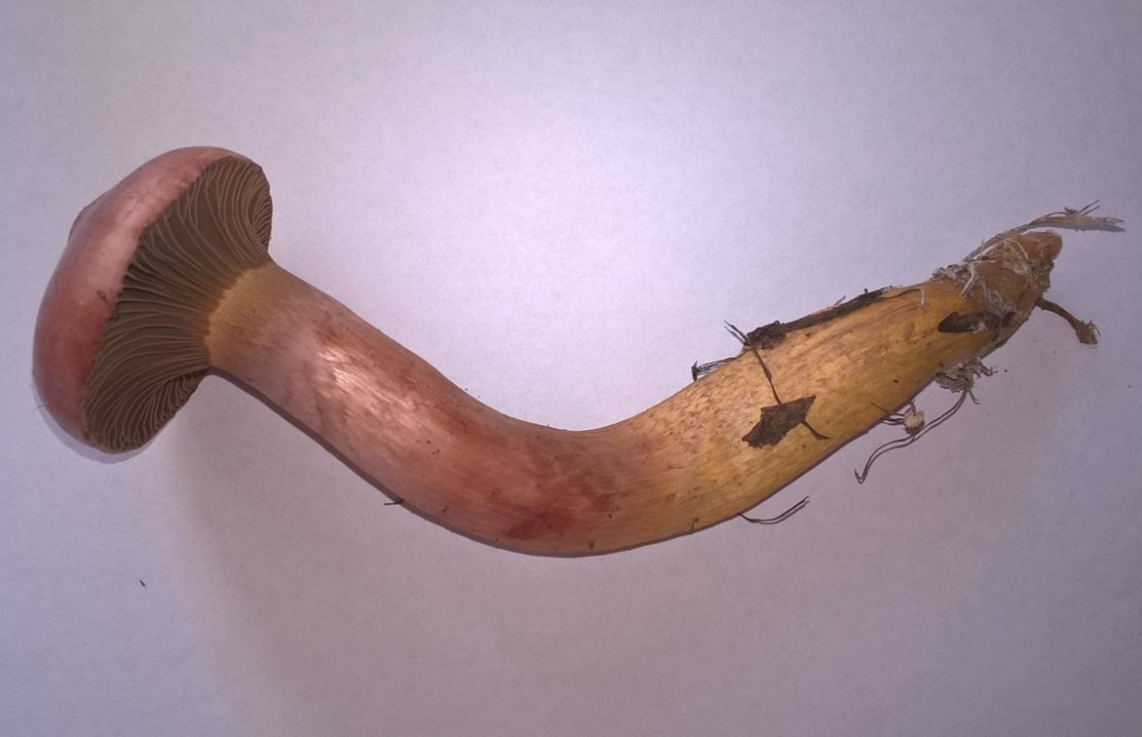 Мокруха пурпуровая