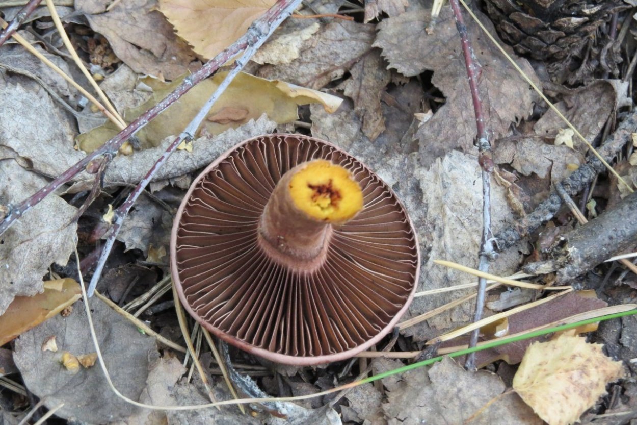 Гриб мокруха пурпуровая