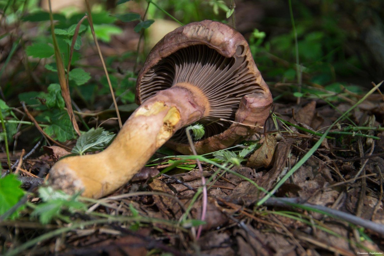 Мокруха Еловая клейкая