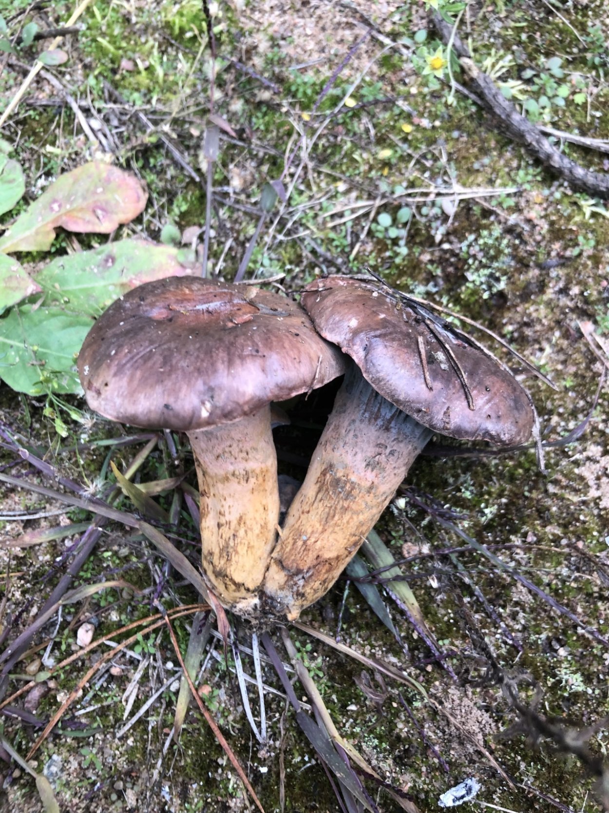 Мокруха желтоножковая грибы