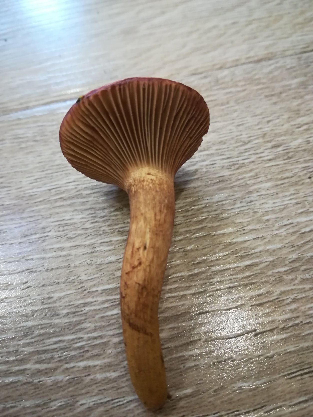 Мокруха гриб приготовление