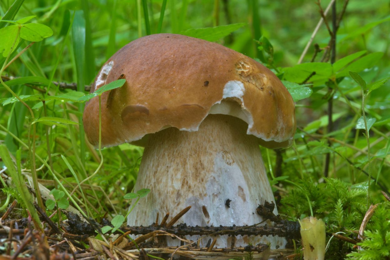 Дуньки подосиновики