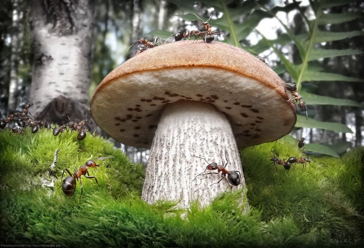 Грибной дождь