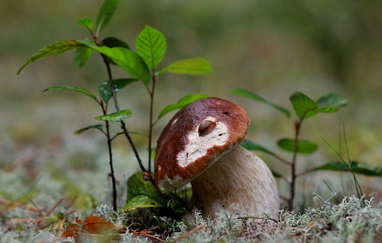 Подосиновик Республики Коми