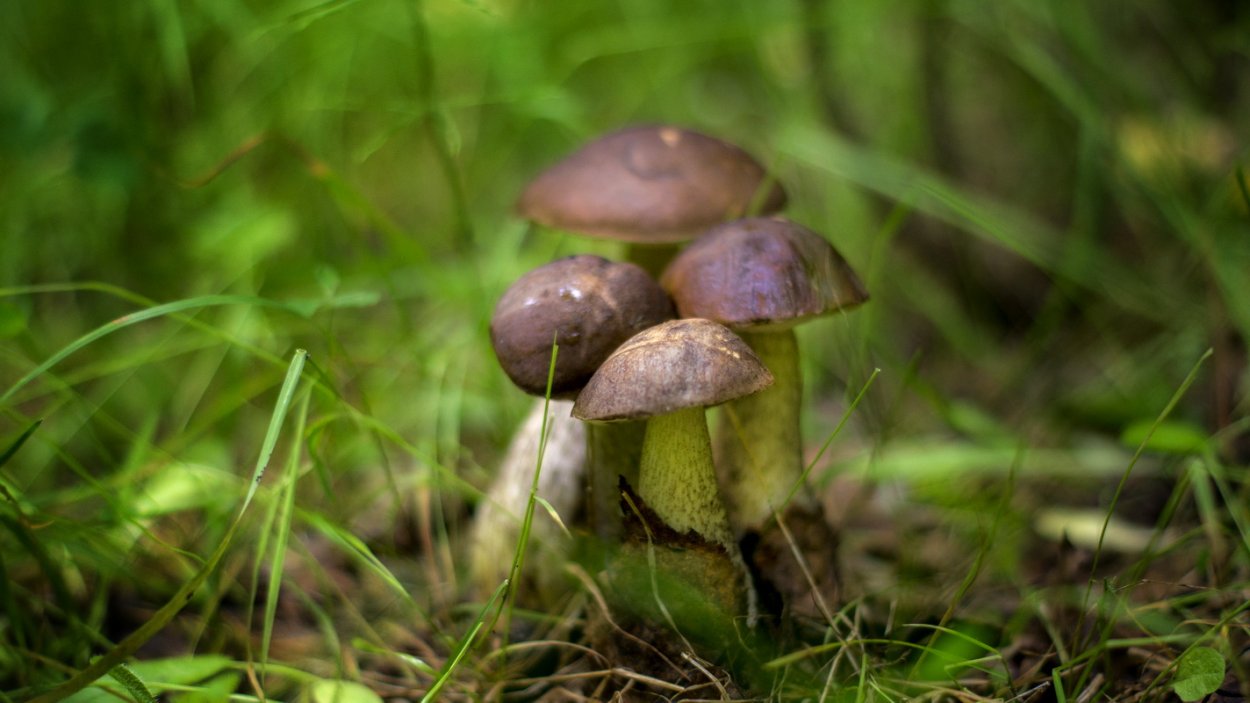 Подосиновик гриб с грибницей