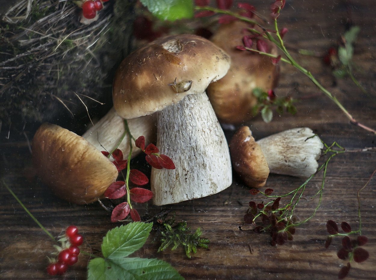 Улитка на грибе