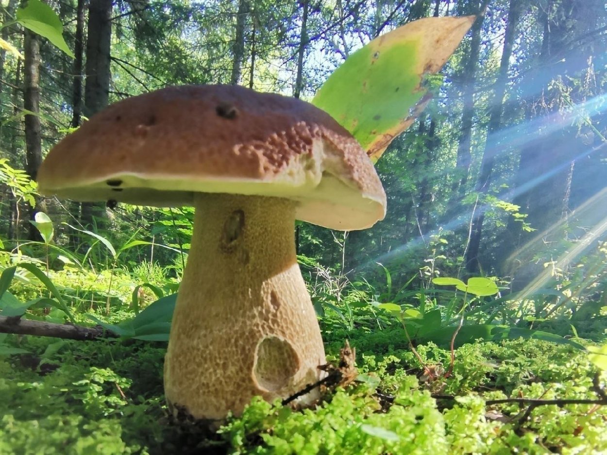 Гриб альбинос подосиновик