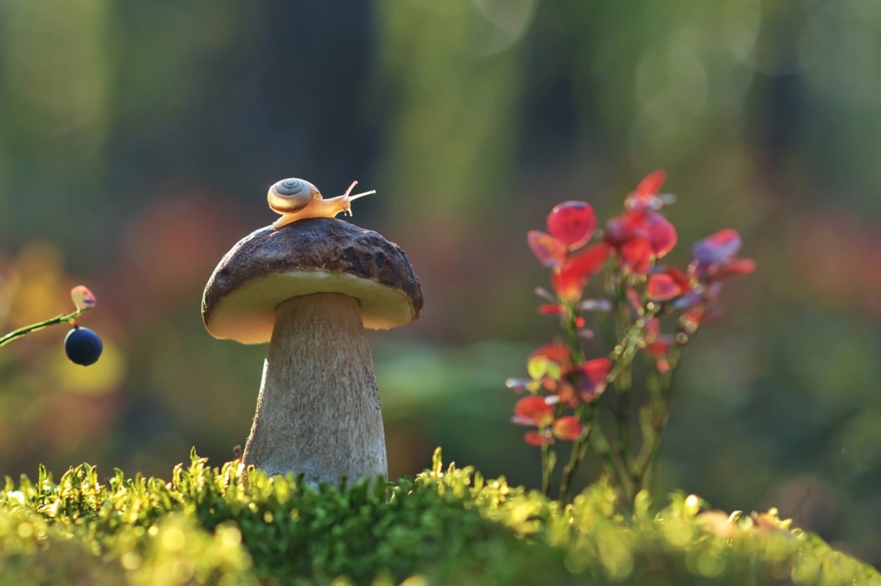 Королева грибы