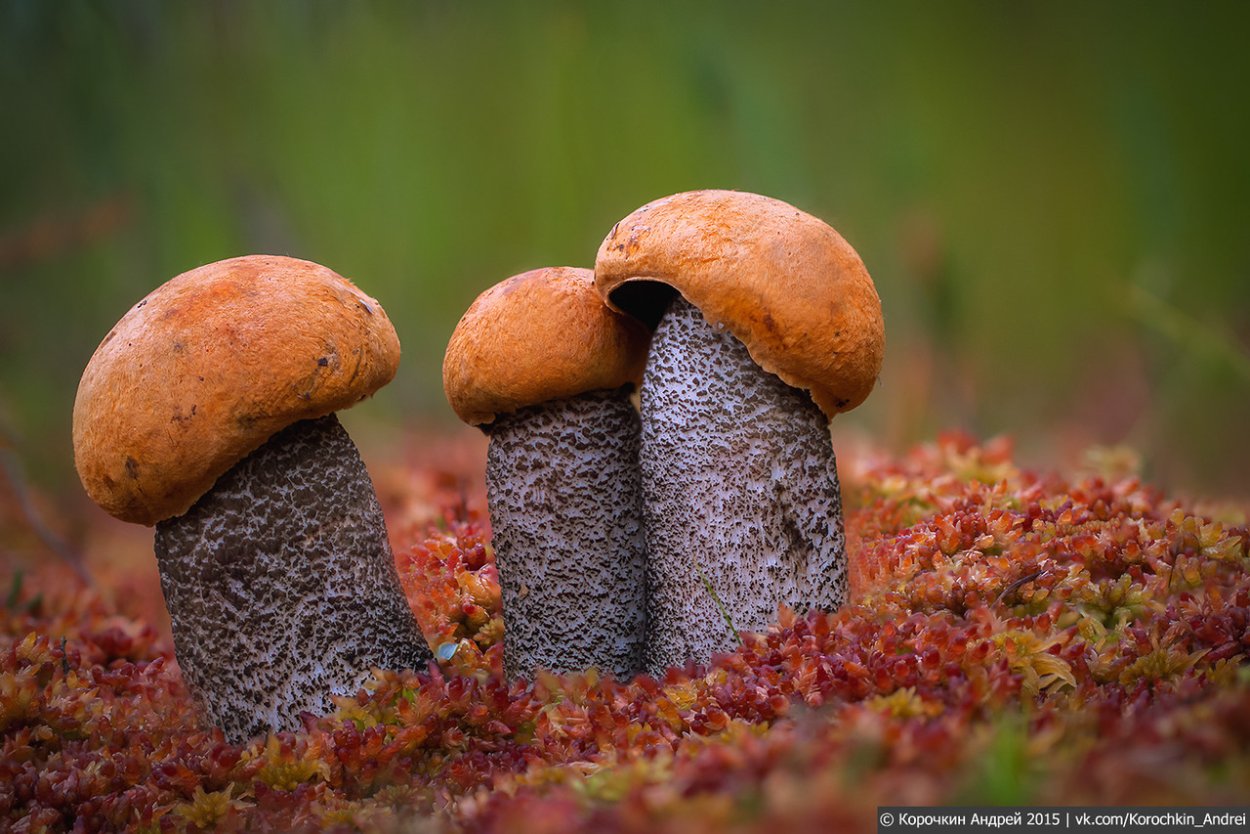 Грибы под деревом фото