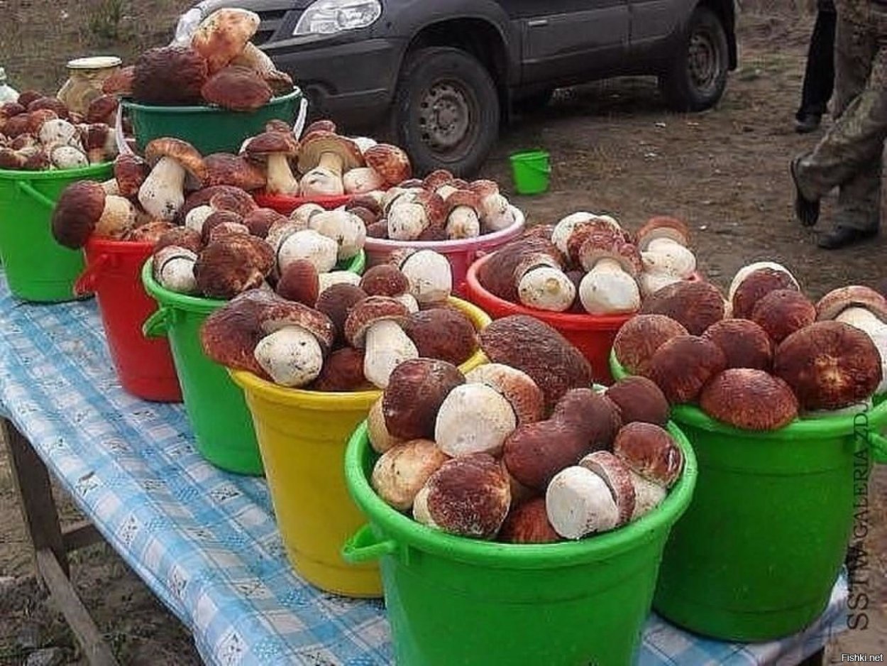 Грибы в Калужской области