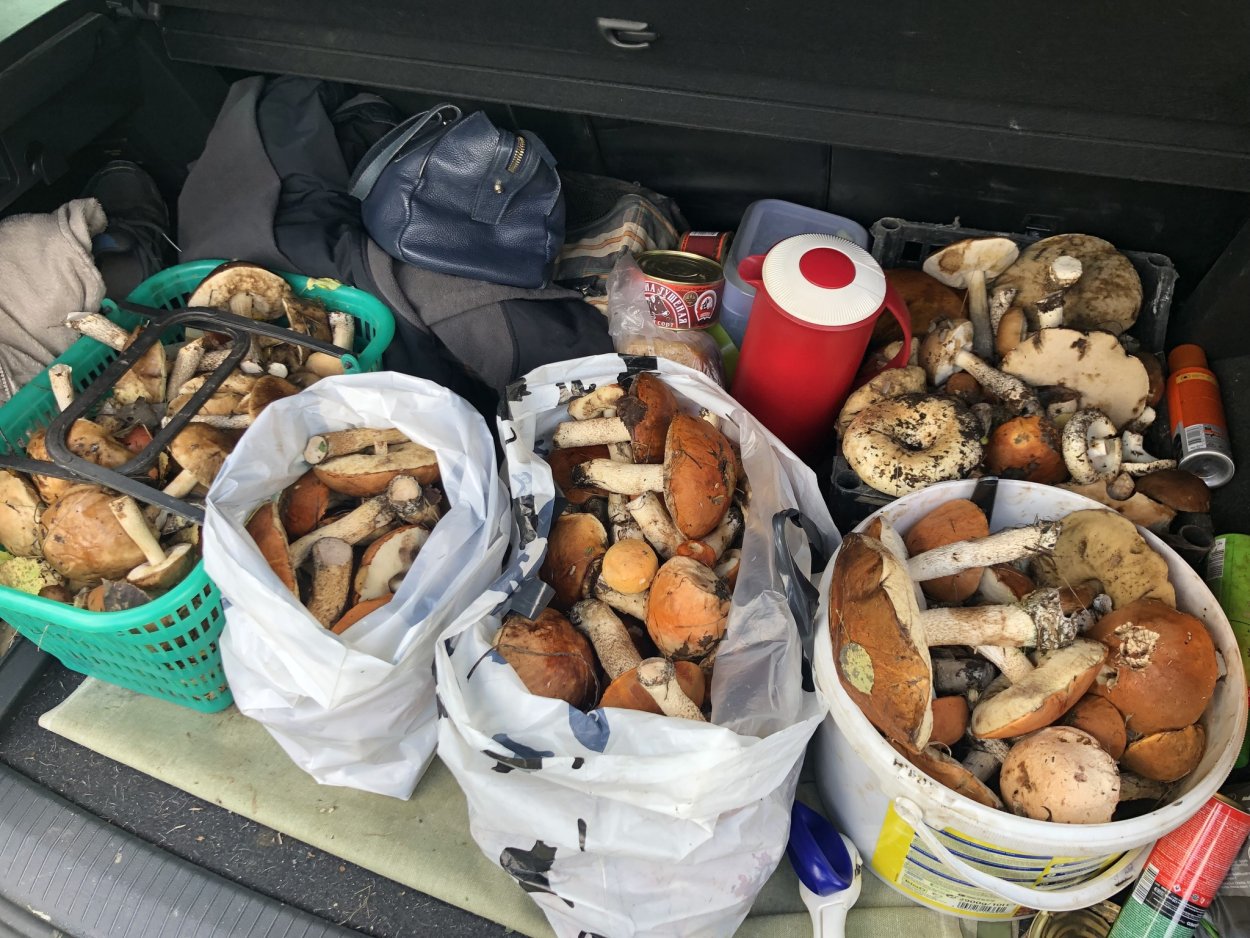 Прикольный грибник