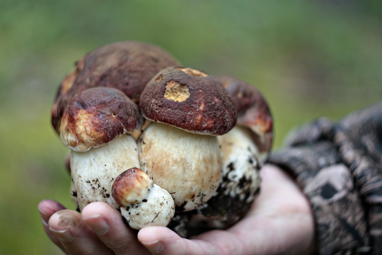 Очень много грибов